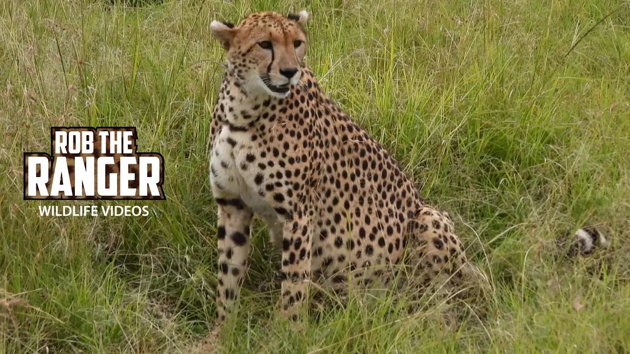 Cheetah Family With Limping Cub | Maasai Mara Safari | Zebra Plains