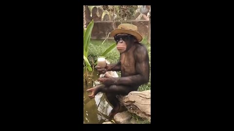 Monkey’s refreshment