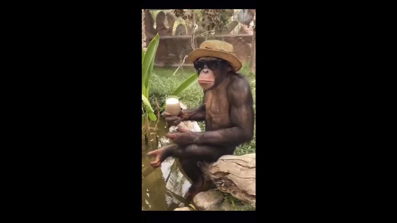 Monkey’s refreshment