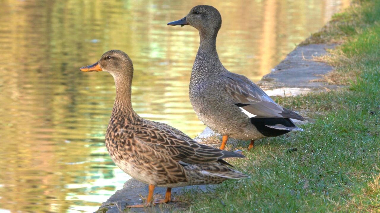 May I Present, New Duck Pond Residents, Mr. and Mrs. Gadwall