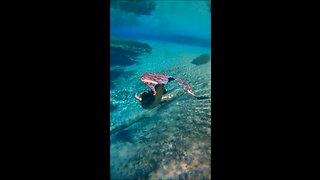 Mermaid swim dresses