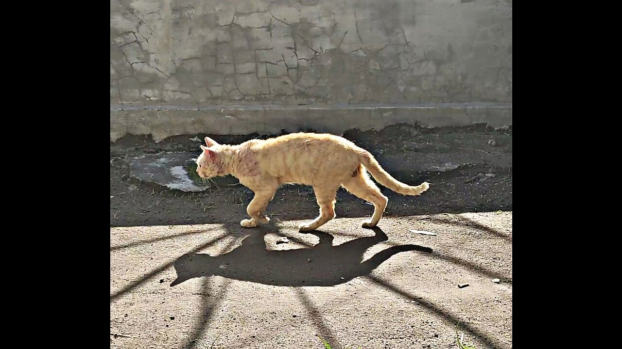 yellow cat in pain after a fight