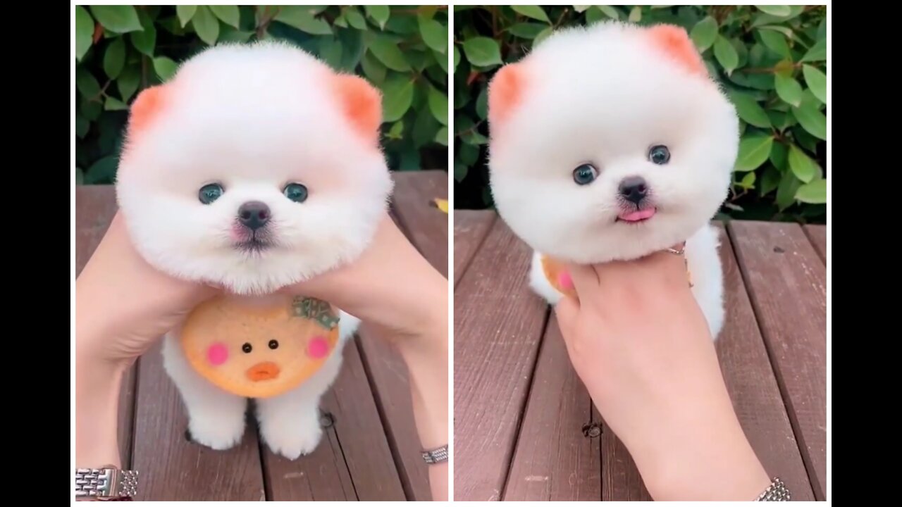 Cute fluffy beautiful puppy 🤗 Actions in such a good way, fluffy Dog