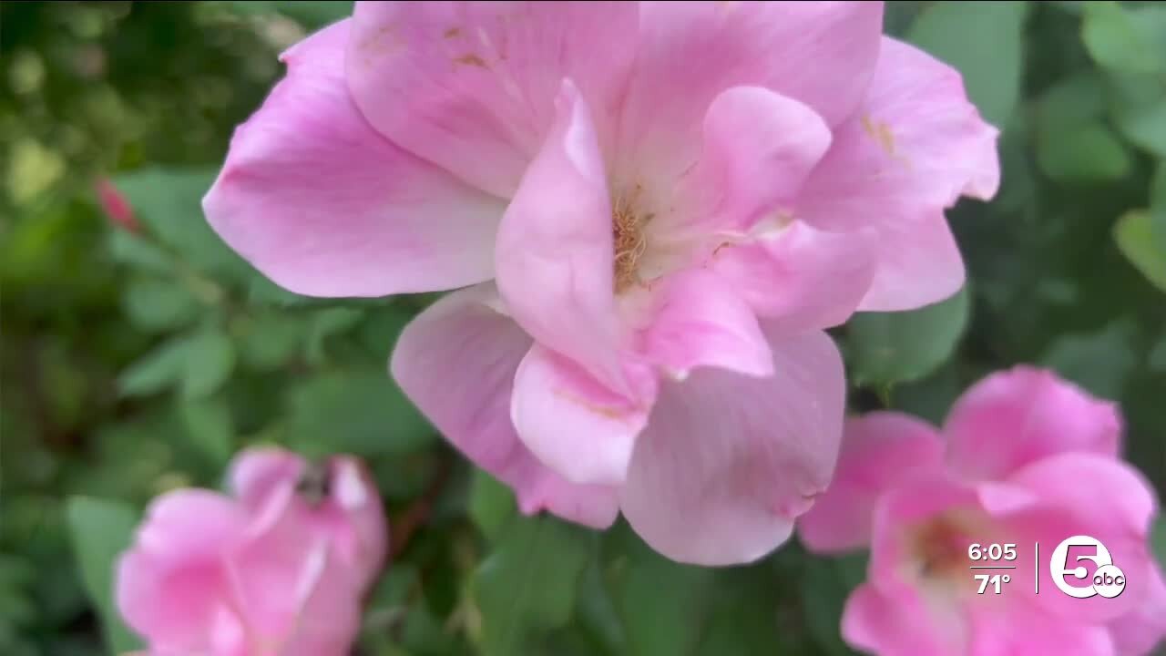 Pollen, haze and lack of rain are a recipe for disaster for allergy sufferers