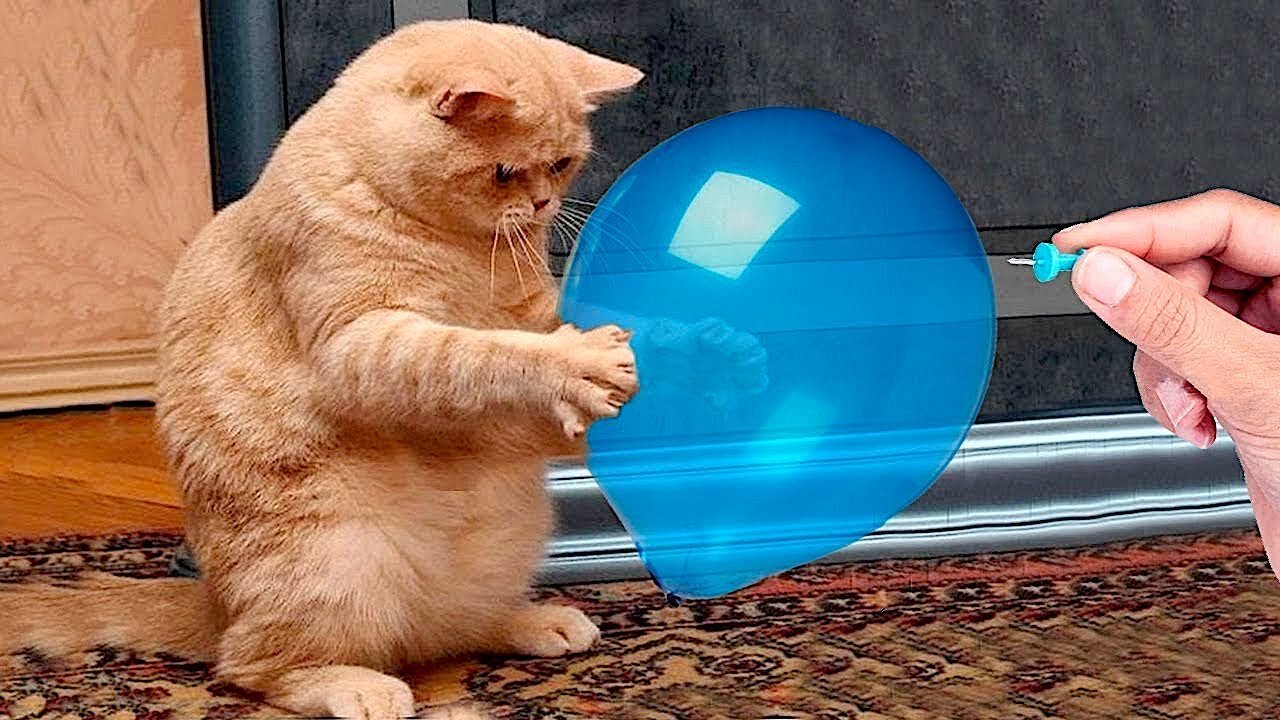 Best Funniest Animals 2023 😍 Funniest Dogs And Cats Videos 🐱🐶 #5