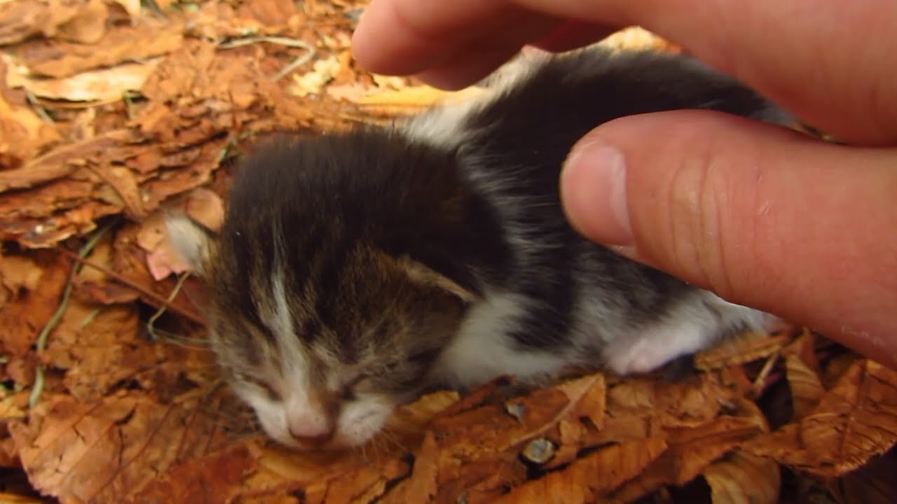 Cat 😺 Giving Birth to a Kitten😸