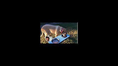 funny dog #hungry #eating food
