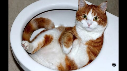Funny Cats and Dogs: A Collection of the Best Cat and Dog Videos on the Internet #Petsandwild