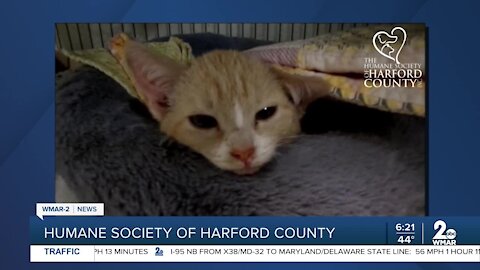 Kittens up for adoption at the Humane Society of Harford County