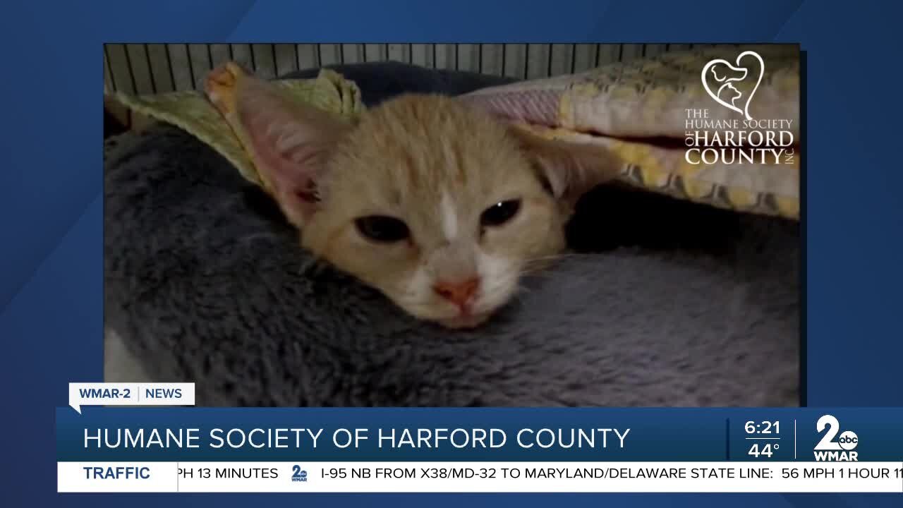 Kittens up for adoption at the Humane Society of Harford County
