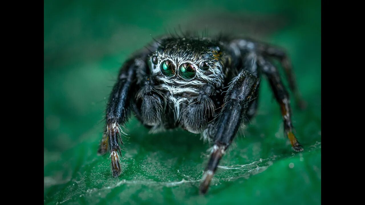 PEOPLE AND ANIMALS OF THE WORLD , SPIDERS