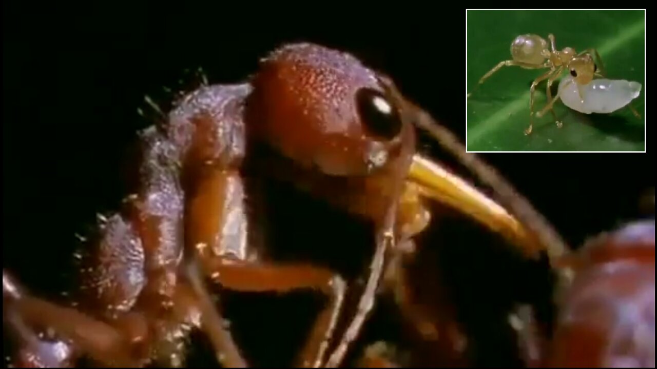 Documentary: The Life Of Ants - Ant Colonies