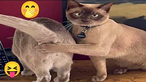 Funny Animal Videos Part 1 || Super Cute And Funny Cat videos