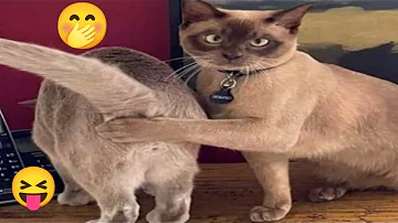 Funny Animal Videos Part 1 || Super Cute And Funny Cat videos