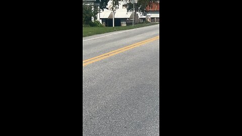 I saved a baby kitten