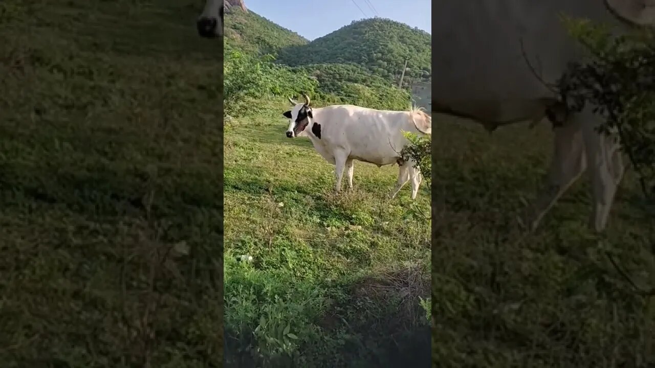 A beautiful cow grazing in beautiful place,#shorts,#cowgrazing,#cow,#beautifulcow,#gowmatha,#animal