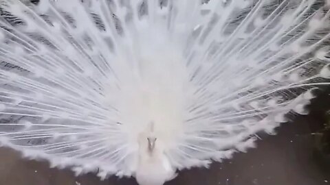 Albino peacocks are beautiful, too