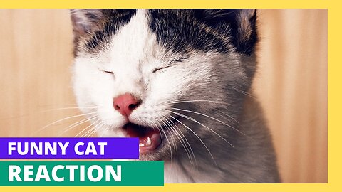 Funniest Dogs and Cats Videos of 2023 - Cutest and Funniest Animal Videos to Watch Now!"