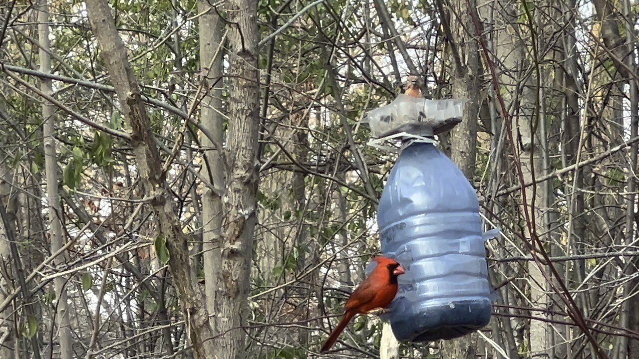 James Gardens Toronto Oasis for Happy Birds 4