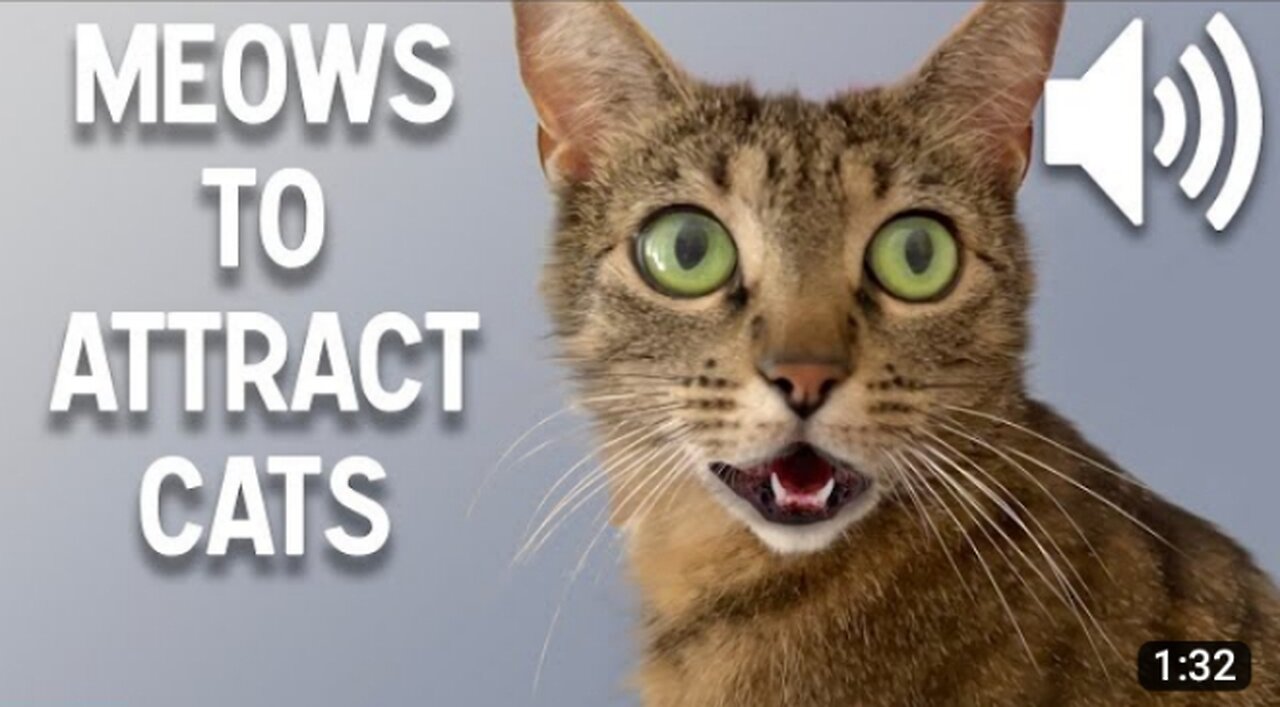 Sounds that attract cats - Meow to make cats come to you best cat