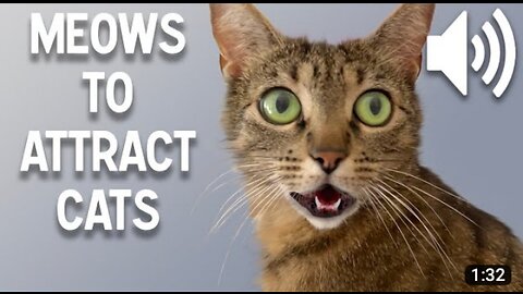 Sounds that attract cats - Meow to make cats come to you best cat