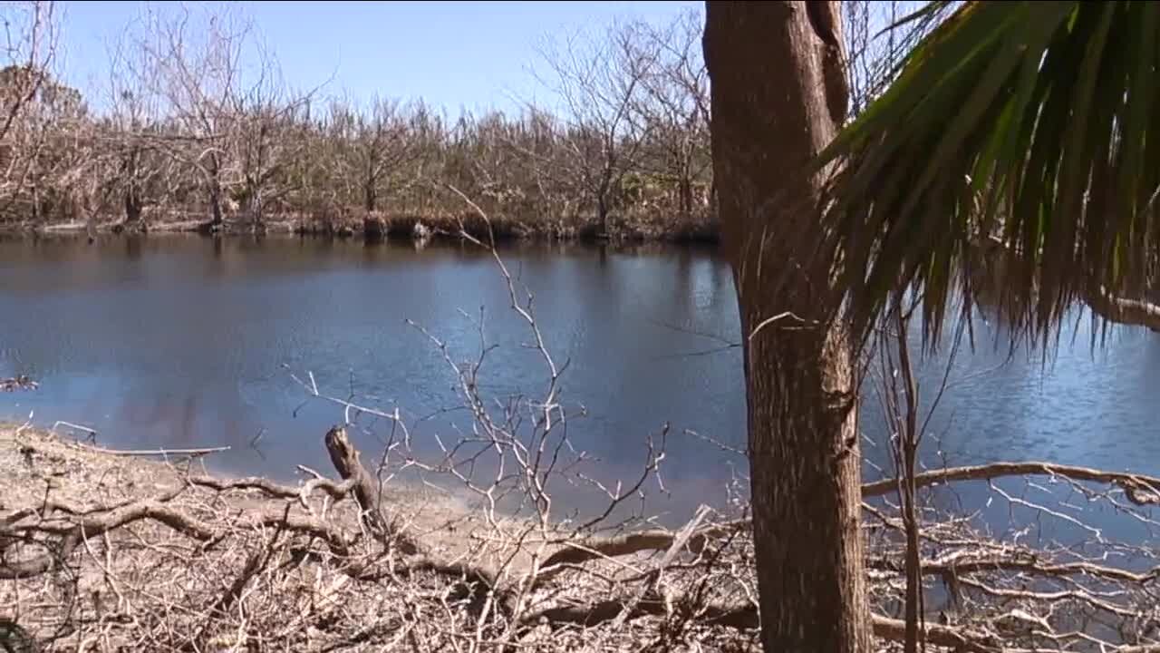 Ian's storm surge changed Sanibel's freshwater lake environments and now brings a new algae concern