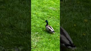 Halifax Public Gardens Duck compilation