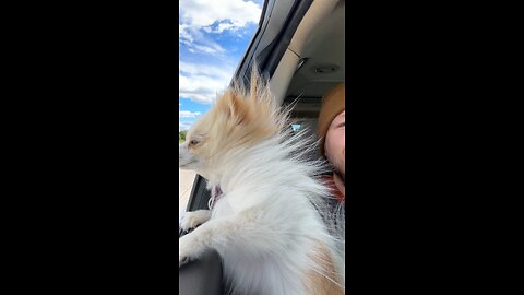 You won’t believe how cute this dog is!