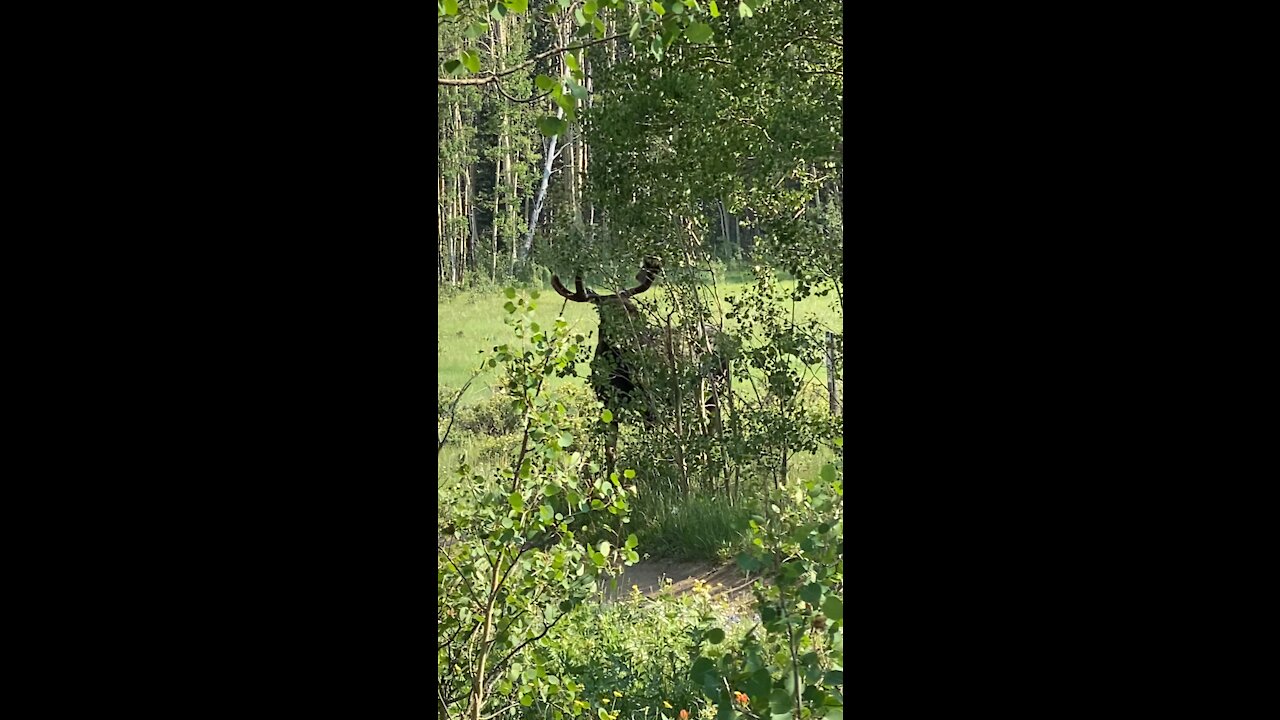 Moose