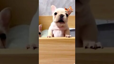 cute baby dog calling for food #babydogs #puppies #puppiesplaying #petsandwild