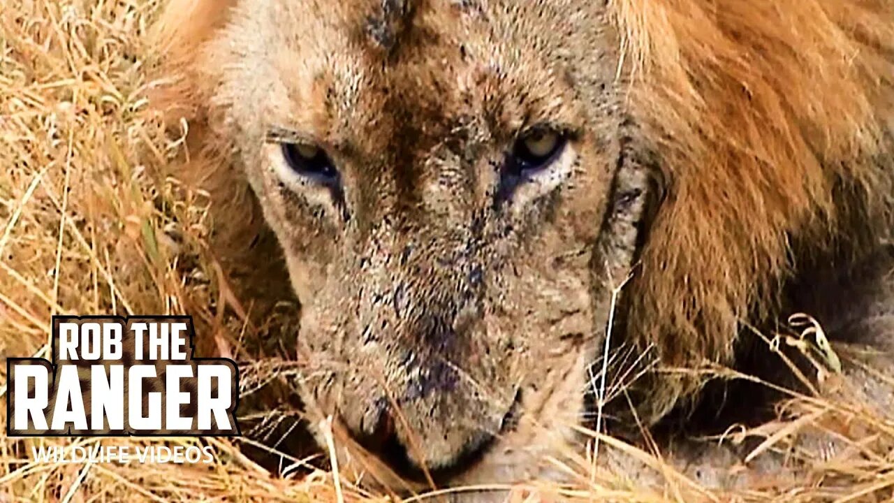 Mapogo Lion Coalition: Mr.T Returned To The West | Archive Lion Footage