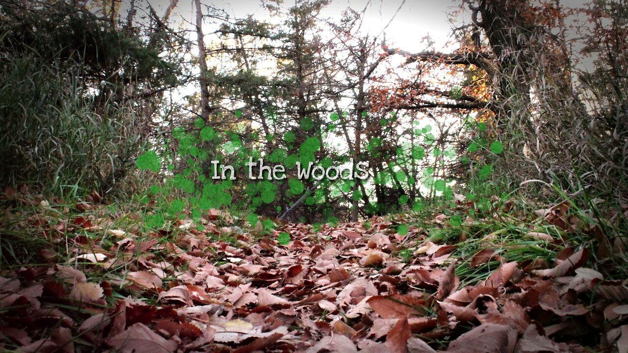 In the Woods | Everyday Streak: Day 3