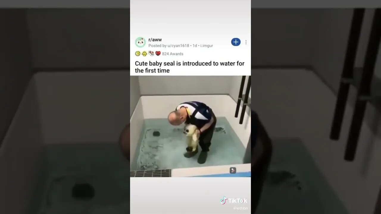 Seal Touches Water For First Time tiktok ethbn