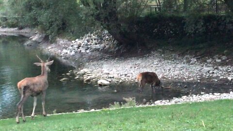 Deer in Villalago AQ