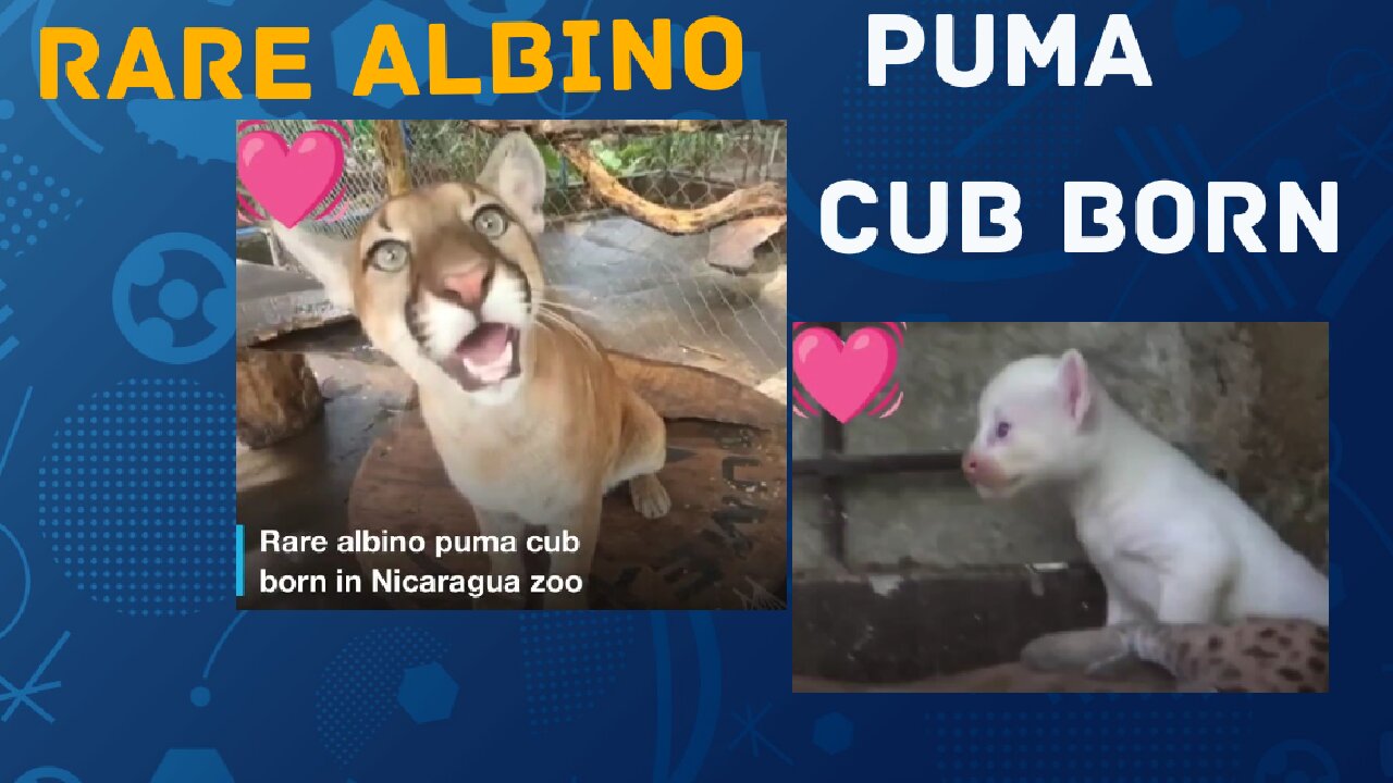 Rare Albino Puma Cub Born In Zoo Nicaragua ❤️