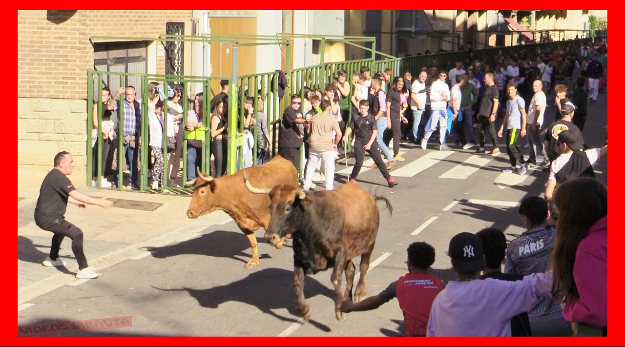 QUEL ( LA RIOJA ) TARDE VACAS CALLE ( LUNES 1 MAYO 2023 ) GANAD.ADRIAN DOMINGUEZ
