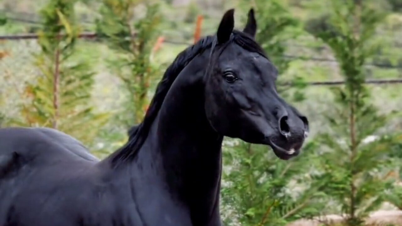 Black Horse.