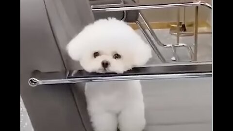 Cute Dog Compilation