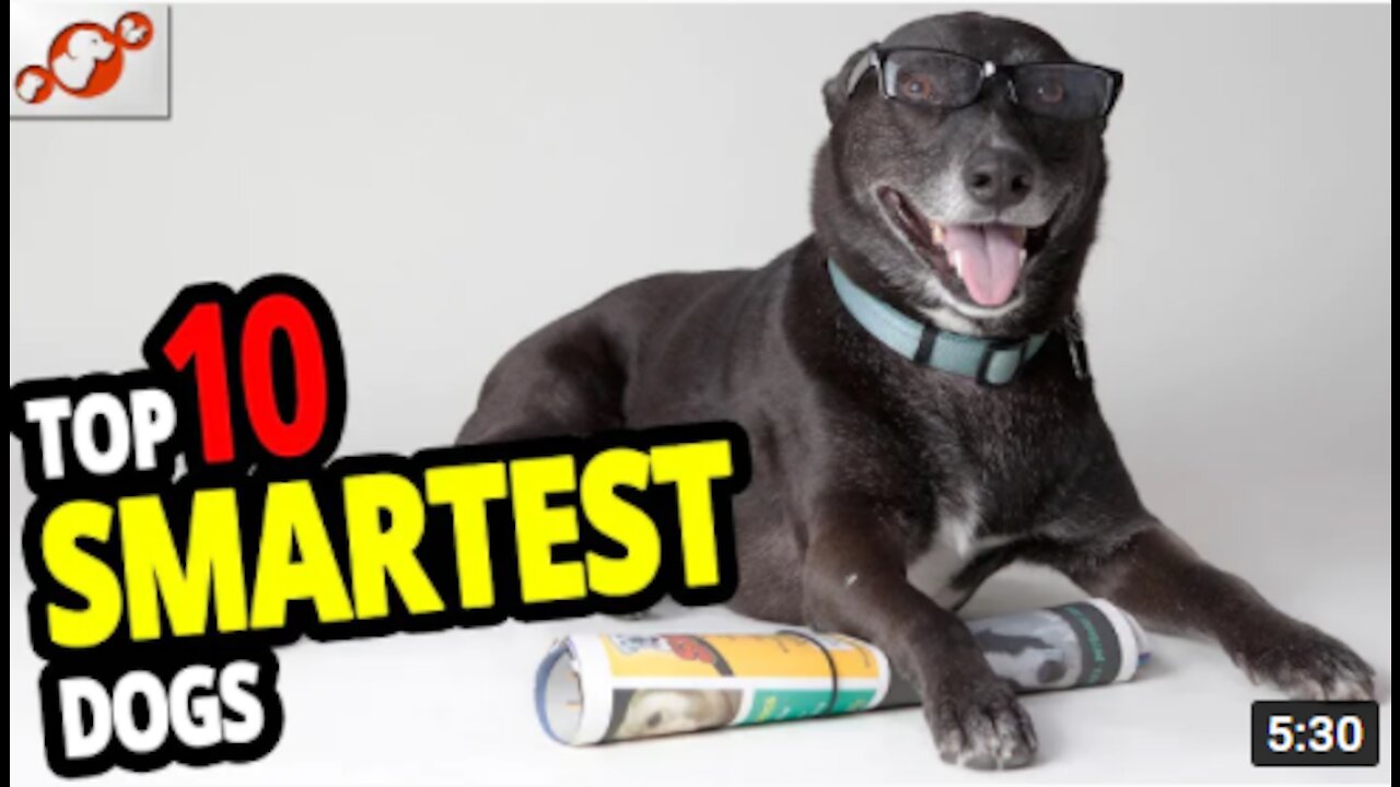 SMARTEST DOG IN THE WORLS (PET LOVER MUST WATCH THIS)