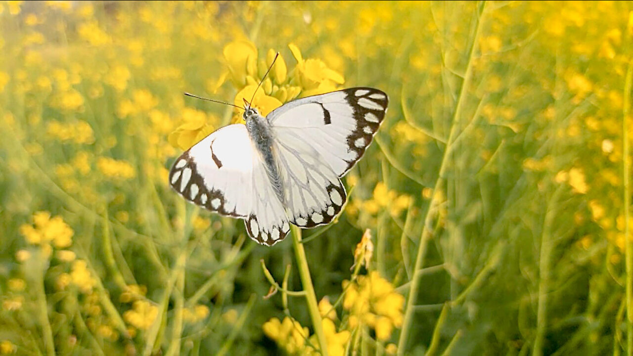 Relaxing Nature Music With Butterflies Relax Butterflies Music For Meditation Deep Sleep & Insomnia