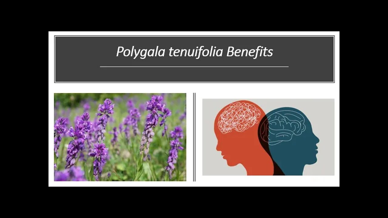 Polygala - Benefits, Uses & Side Effects