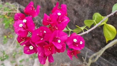 Bougainvillea