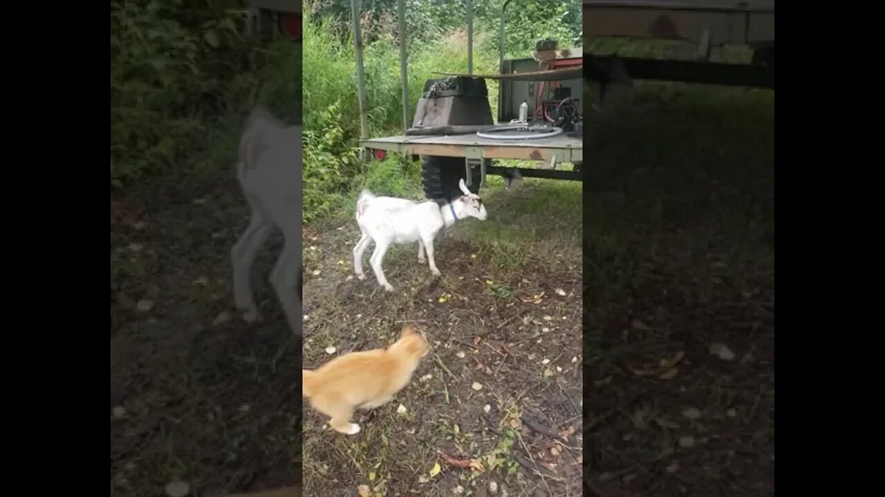 Goat And Kitten Are Friends