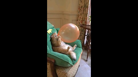 this cat is blowing baloon.cat funny video🐈😂