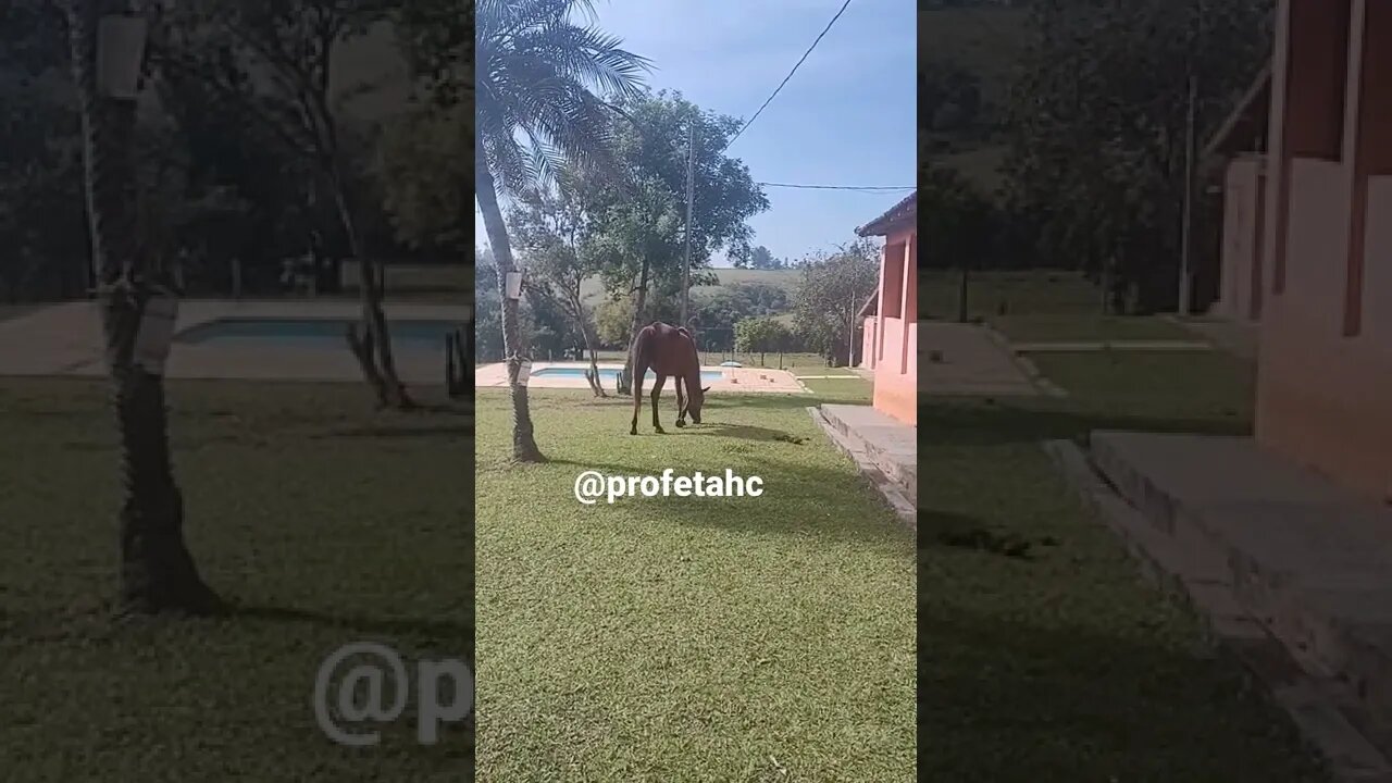 Jade - Cavalo Árabe - Paz e Tranquilidade no Haras e Confinamento Profeta