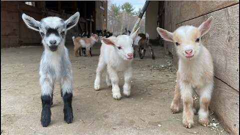 Baby Goats funny