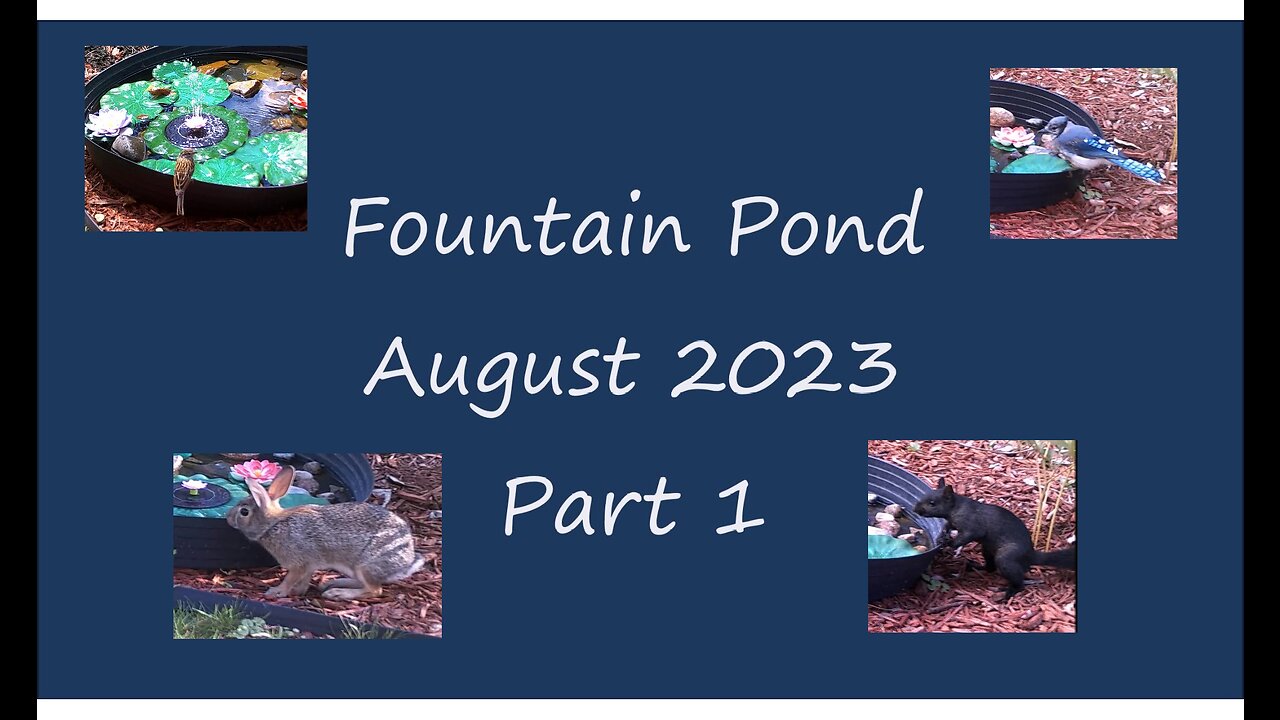 Fountain Pond - August 2023 - Part 1