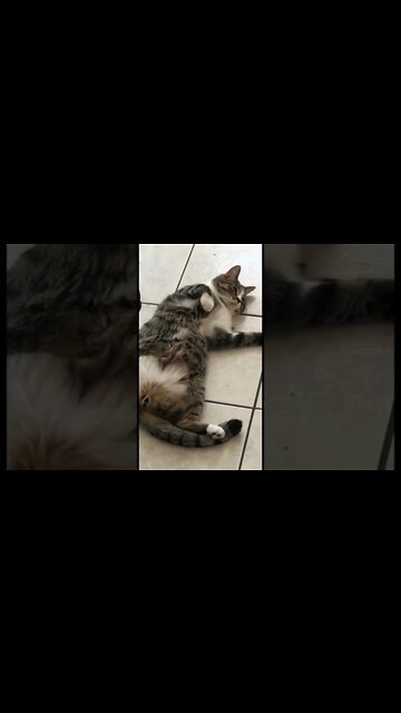 Kitty laying with its gut out