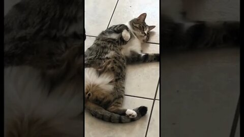 Kitty laying with its gut out