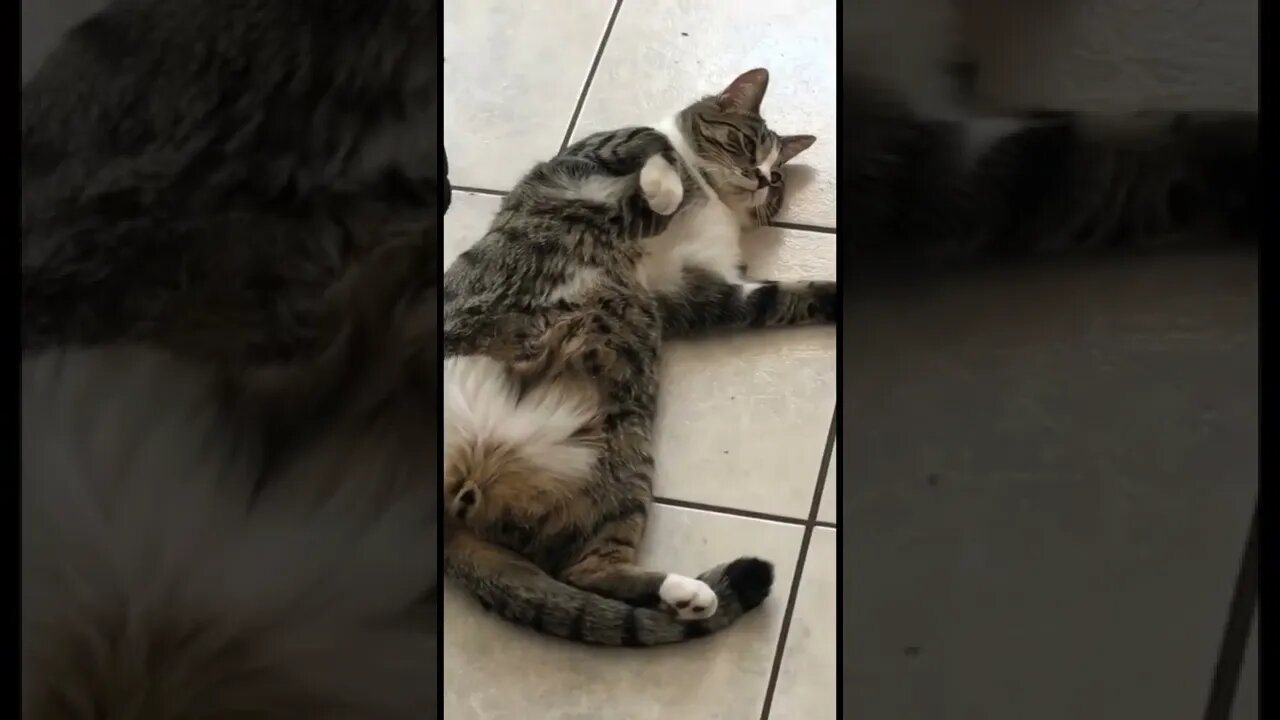 Kitty laying with its gut out